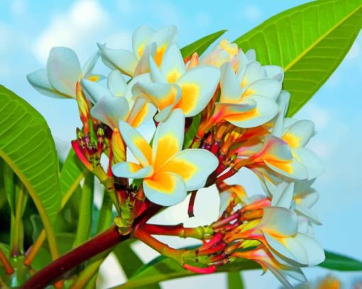 White Plumeria Paint by numbers