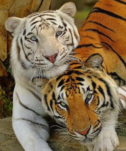 White Tiger And Brown Tiger Paint by numbers