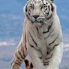 White Tiger Paint by numbers