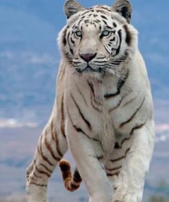 White Tiger Paint by numbers