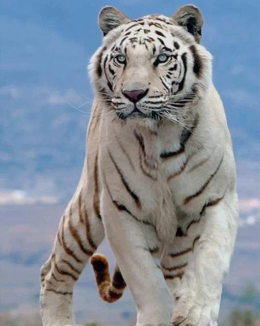 White Tiger Paint by numbers