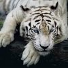 White Tiger paint by numbers