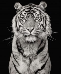 White Tiger Photography Paint by numbers