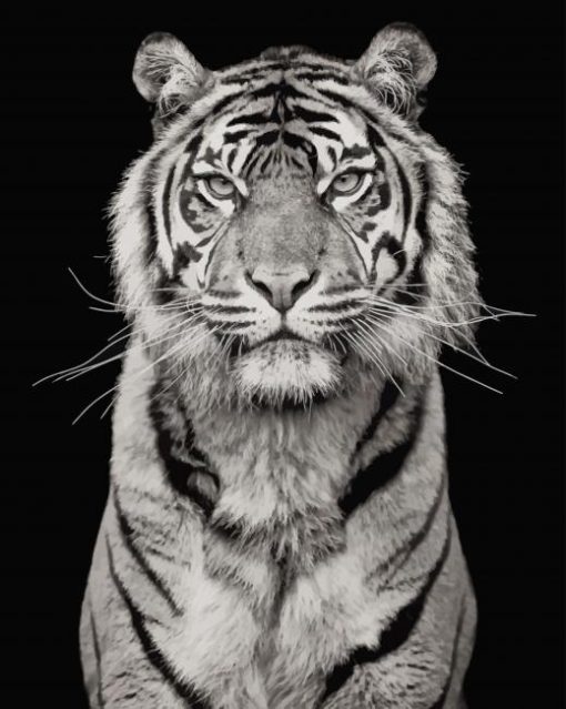 White Tiger Photography Paint by numbers