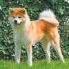 Akita Japanese Dog Paint by numbers