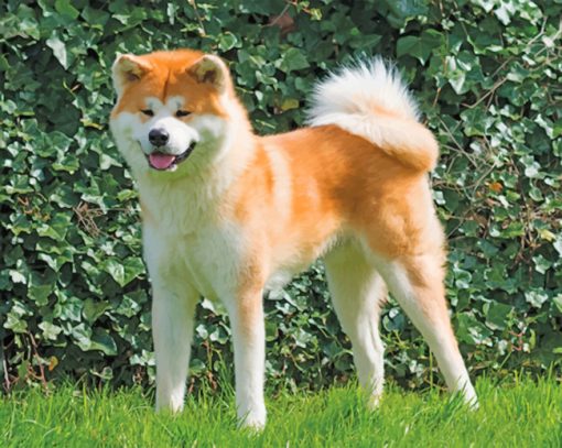 Akita Japanese Dog Paint by numbers