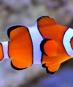 Aquarium Clown Fish Paint by numbers