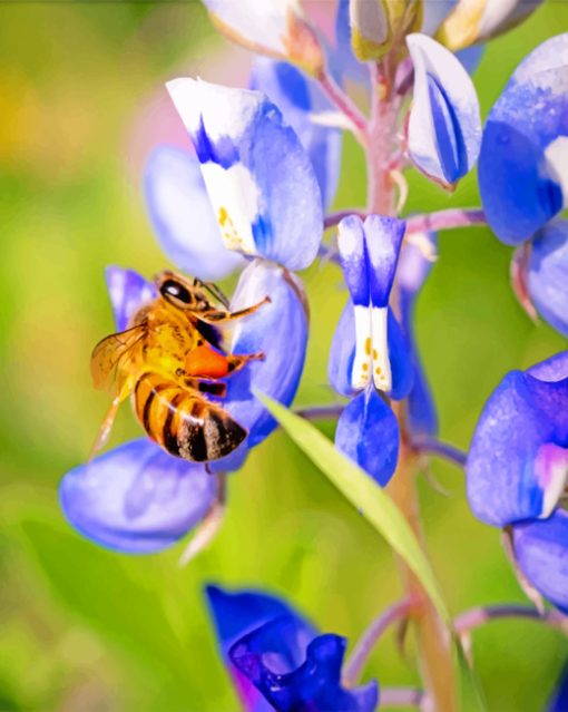 Bee And Bluebonnet Paint by numbers