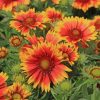 Blanket Flowers Gaillardia Aristata Wild Paint by numbers