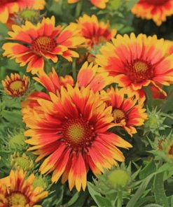 Blanket Flowers Gaillardia Aristata Wild Paint by numbers