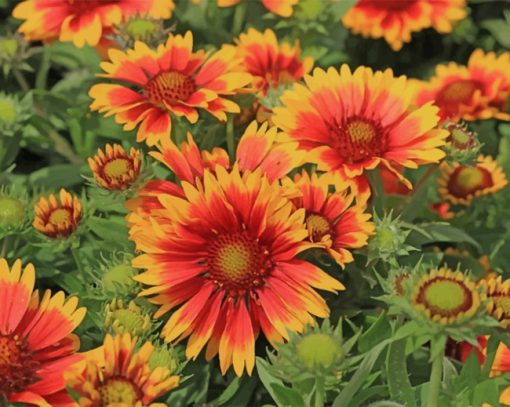 Blanket Flowers Gaillardia Aristata Wild Paint by numbers