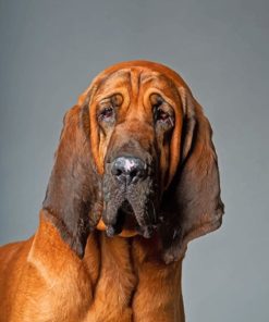 Bloodhound Dog Paint by numbers