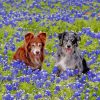 Bluebonnets And Dogs Paint by numbers