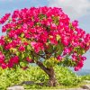 Bougainvillea Bonsai paint by number