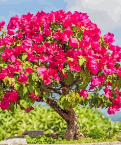 Bougainvillea Bonsai paint by number