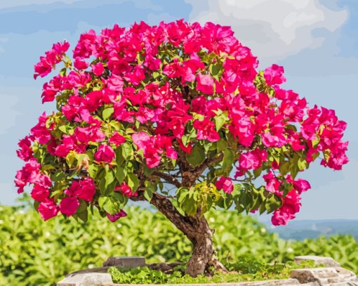 Bougainvillea Bonsai paint by number