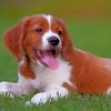 Brittany Spaniel paint by numbers