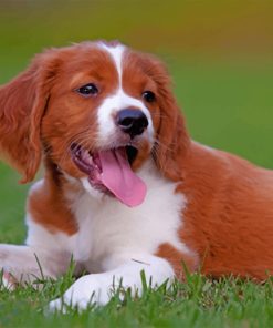 Brittany Spaniel paint by numbers