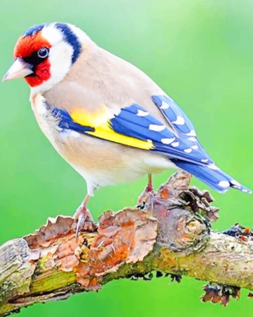 European Goldfinch paint by numbers