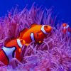 Clownfishes Paint by numbers