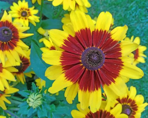 Coreopsis Tinctoria paint by numbers