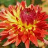 Dahlia Flower paint by numbers