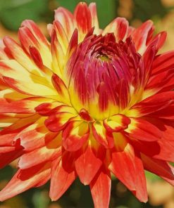 Dahlia Flower paint by numbers