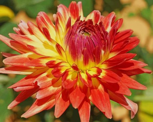 Dahlia Flower paint by numbers