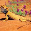 Desert Bearded Dragon paint by numbers