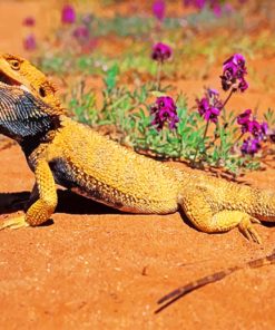 Desert Bearded Dragon paint by numbers