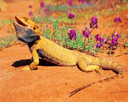 Desert Bearded Dragon paint by numbers