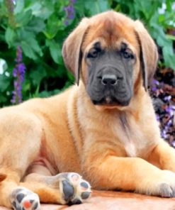 English Mastiff paint by numbers