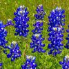 Lupine Bluebonnet Paint by numbers