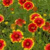 Gaillardia Aristata Wild Flowers Paint by numbers