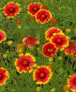 Gaillardia Aristata Wild Flowers Paint by numbers