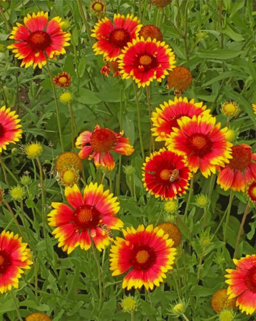 Gaillardia Aristata Wild Flowers Paint by numbers