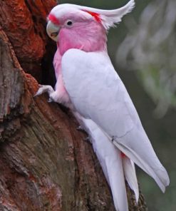 Galah Bird paint by numbers