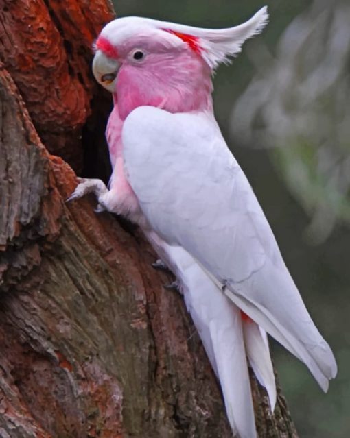 Galah Bird paint by numbers