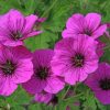 Armenian Cranesbill paint by numbers