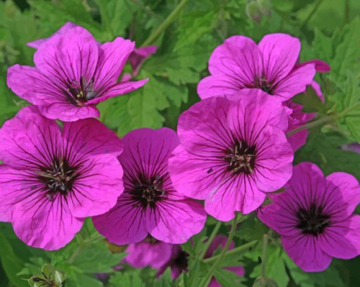 Armenian Cranesbill paint by numbers