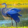 Great Blue Heron paint by numbers