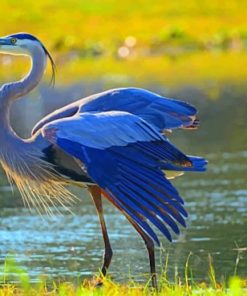 Great Blue Heron paint by numbers