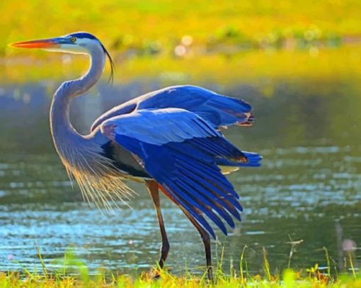 Great Blue Heron paint by numbers