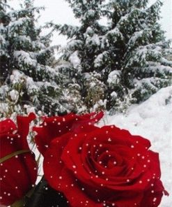 Beautiful Roses In Winter Paint by numbers