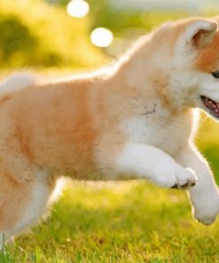 Japanese Akitainu Puppy Paint by numbers