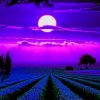 Lavender Fields Moonlight Piant by numbers