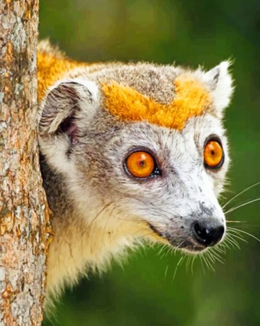 Lemur paint by numbers