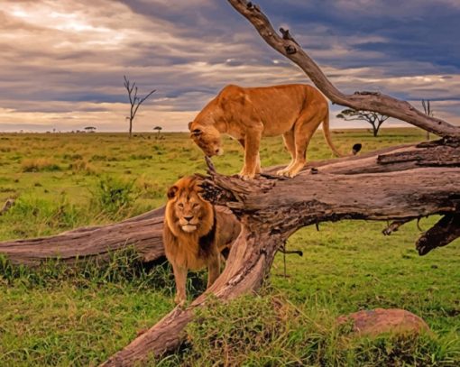 Lion And Lioness On A Tree Paint by numbers