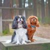 Male And Female Cavalier King Charles Paint by numbers