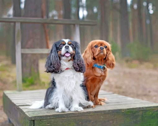 Male And Female Cavalier King Charles Paint by numbers